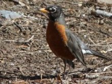 robin